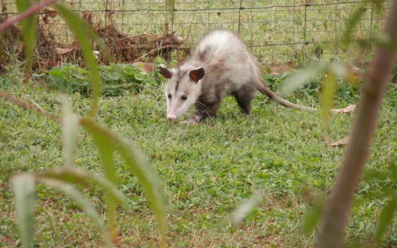 Dog Attacked a Possum