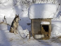 Keep Outside Dogs Warm Without Electricity