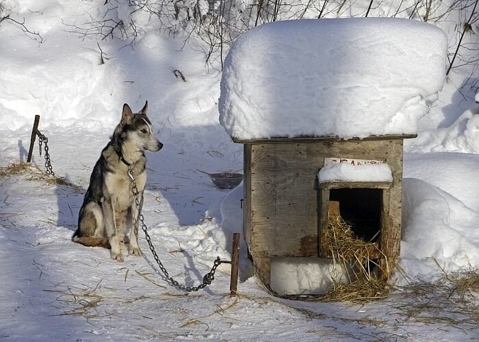 Keep Outside Dogs Warm Without Electricity
