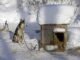 How to Keep Outside Dogs Warm Without Electricity 9 Keep Outside Dogs Warm Without Electricity