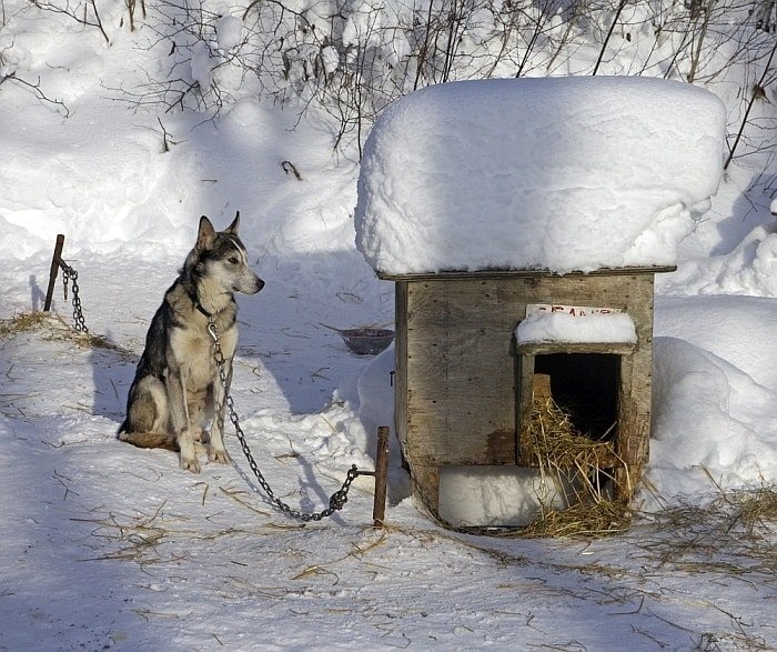 Keep Outside Dogs Warm Without Electricity