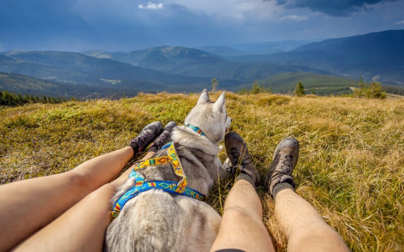 My Dog Put His Butt on Me