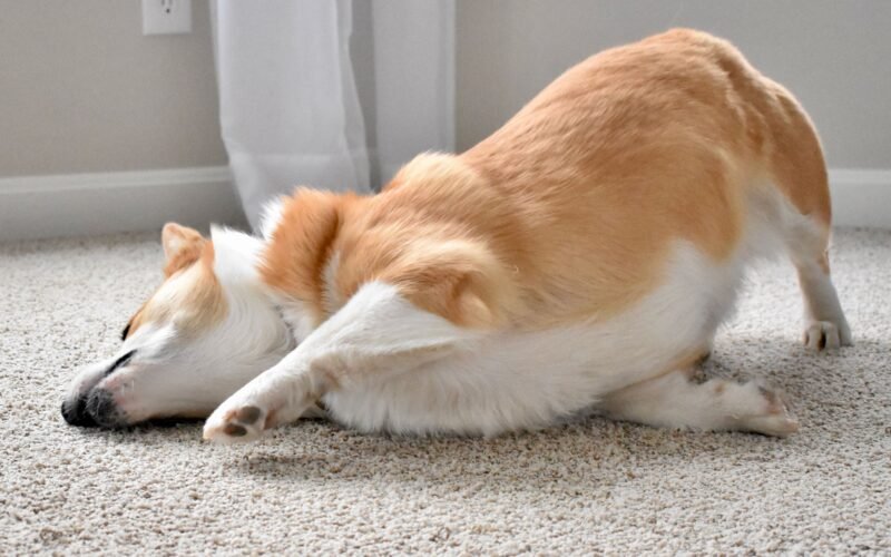 My Dog Rub His Face on My Bed