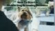Starting a Dog Grooming Business: The Complete Guide 5 Starting a Dog Grooming Business: The Complete Guide