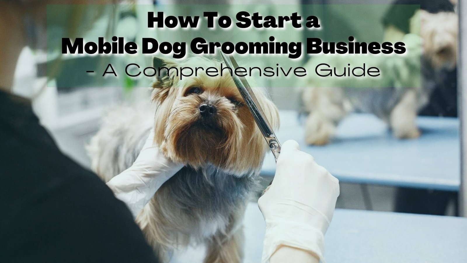 Starting a Dog Grooming Business: The Complete Guide