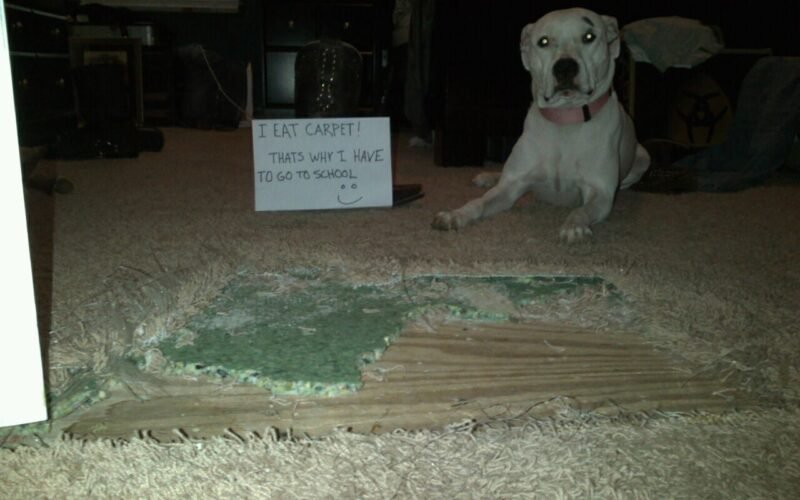 Why is My Dog Eating Carpet