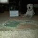 Why is My Dog Eating Carpet