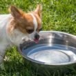 Dog Gag After Drinking Water