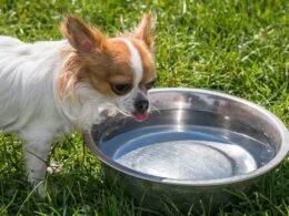 Dog Gag After Drinking Water