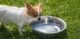 Dog Gag After Drinking Water