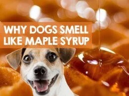 My Dog Smell Like Maple Syrup