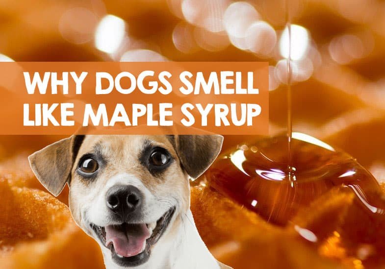 My Dog Smell Like Maple Syrup