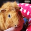 Why Does My Guinea Pig Lick Me?