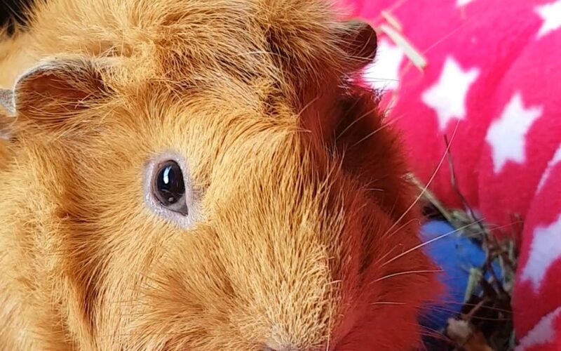 Why Does My Guinea Pig Lick Me?