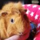 Why Does My Guinea Pig Lick Me? 14 Why Does My Guinea Pig Lick Me?
