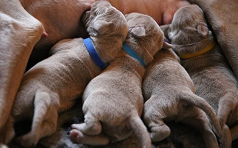 Feed Puppies When Weaning