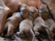 How Often to Feed Puppies When Weaning 35 Feed Puppies When Weaning