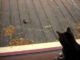Cats Chatter at Birds