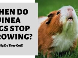 Guinea Pigs Stop Growing