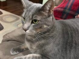 Why is My Cat So Soft?