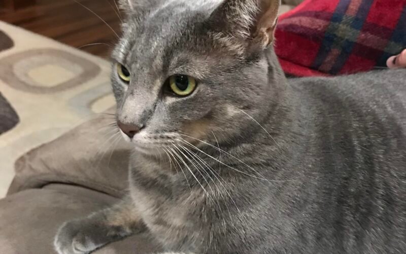 Why is My Cat So Soft?