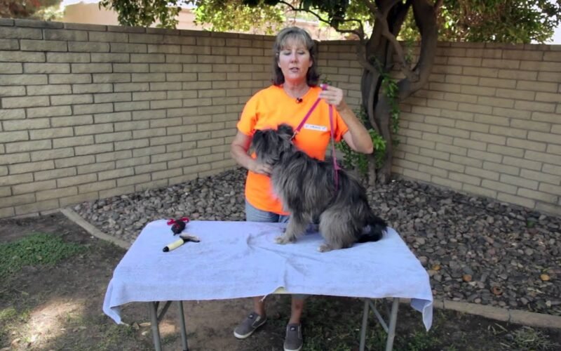 How to Get a Dog Not to Move While Grooming