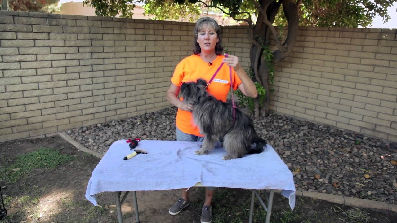 How to Get a Dog Not to Move While Grooming