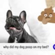 Dog Poop on My Bed