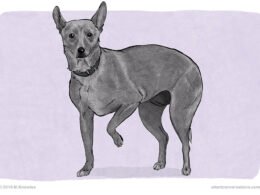 Dogs Lift One Paw While Sitting