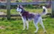 Why is My Husky So Skinny 7 Why is My Husky So Skinny