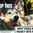 Why Does My Husky Bite Me?