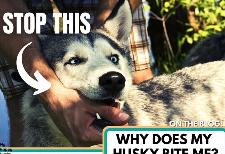 Why Does My Husky Bite Me?
