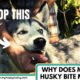 Why Does My Husky Bite Me?