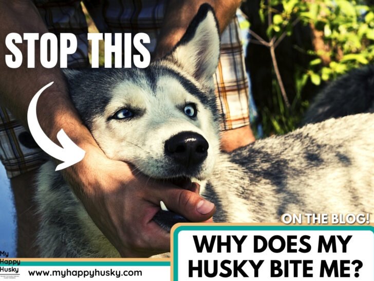 Why Does My Husky Bite Me?