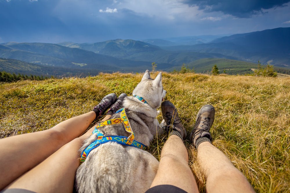 Dogs Put Their Butt on You