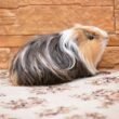 Guinea Pig at Petsmart