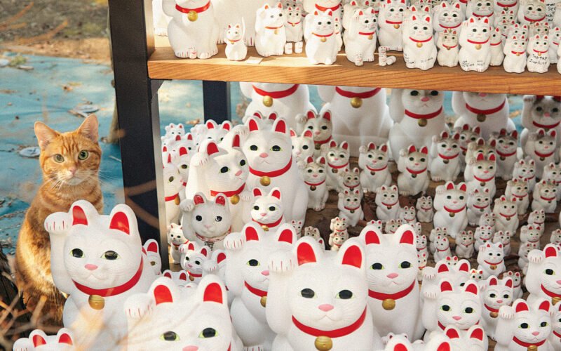 My Cat Tap Me When I Walk Past