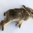 How to Tell If Baby Rabbits are Dead