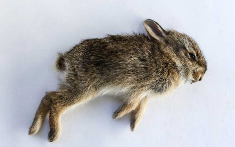 How to Tell If Baby Rabbits are Dead