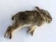 How to Tell If Baby Rabbits are Dead 11 How to Tell If Baby Rabbits are Dead