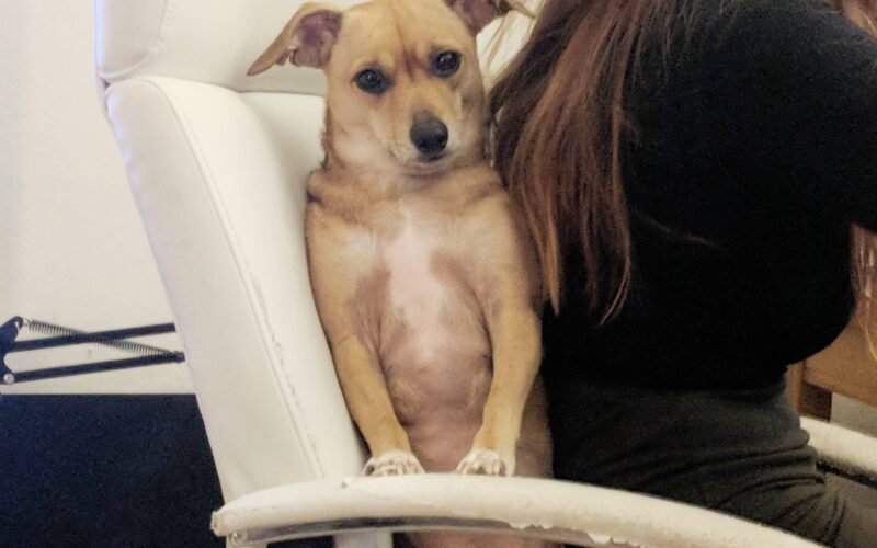 My Dog Sit behind Me