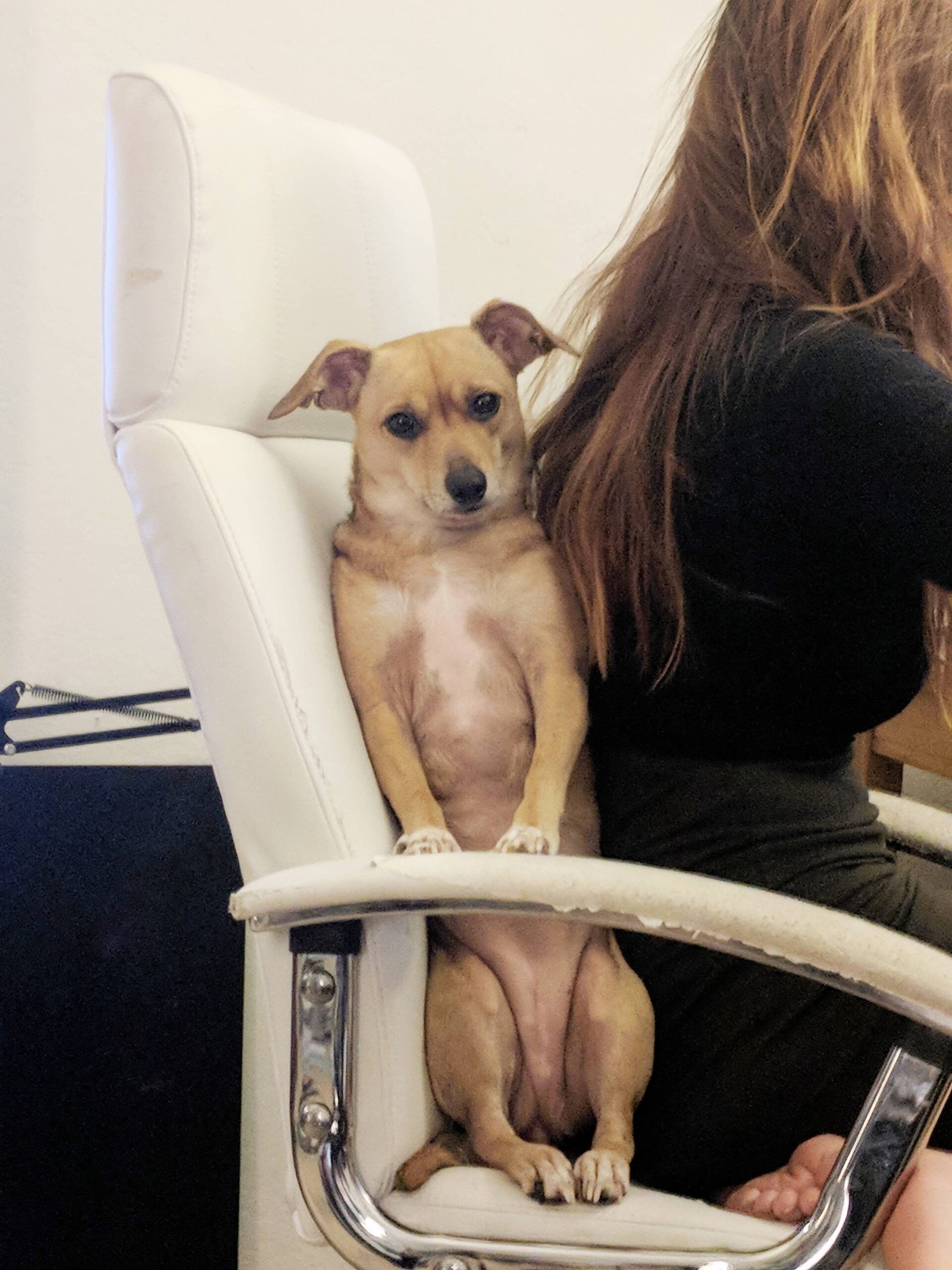 My Dog Sit behind Me