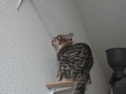 Cat Lick the Wall