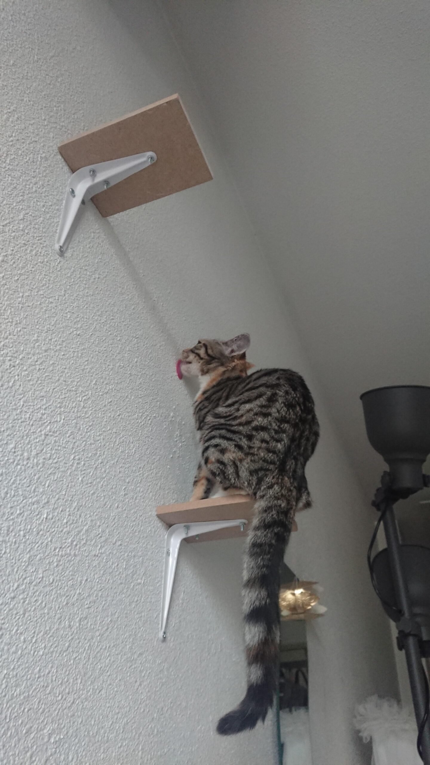 Cat Lick the Wall