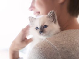 Raise a Kitten to Be Cuddly