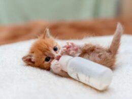 Kitten Go Without Food