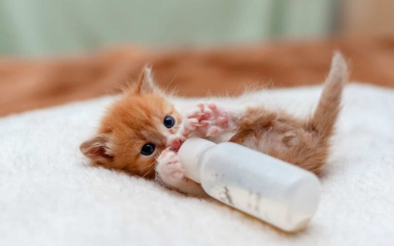 Kitten Go Without Food