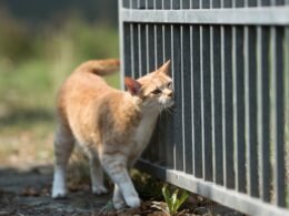 Cats Rub Their Teeth on You