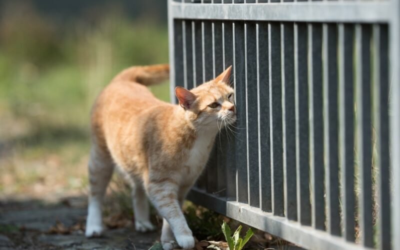 Cats Rub Their Teeth on You