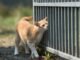 Why Do Cats Rub Their Teeth on You 13 Cats Rub Their Teeth on You